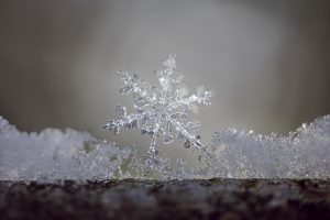 Snowflake on a branch